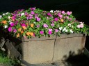 flowers in gold dredge bucket